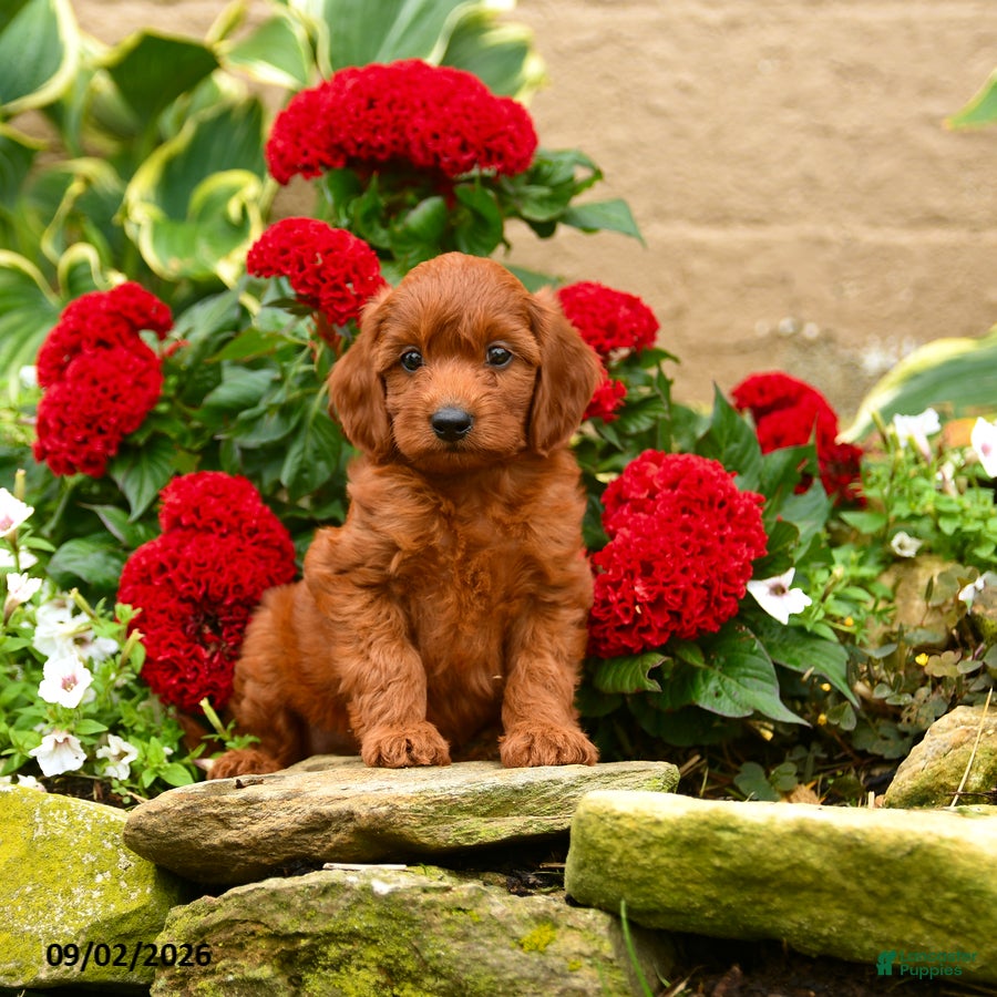 Miniature Poodle dogs Sweet Potato - Ad 1