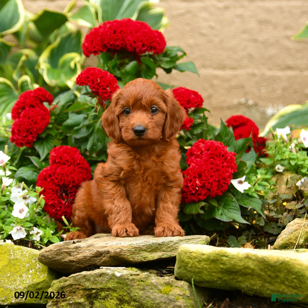 Miniature Poodle dogs for sale: Sweet Potato - Ad 1