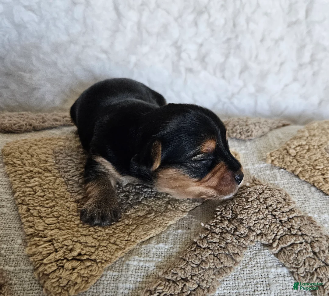 Mixed Breed dogs for sale: TCup Mickey - Ad 2