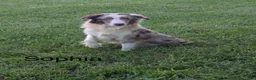 Miniature Australian Shepherd dogs for sale: Ocean - Ad 10