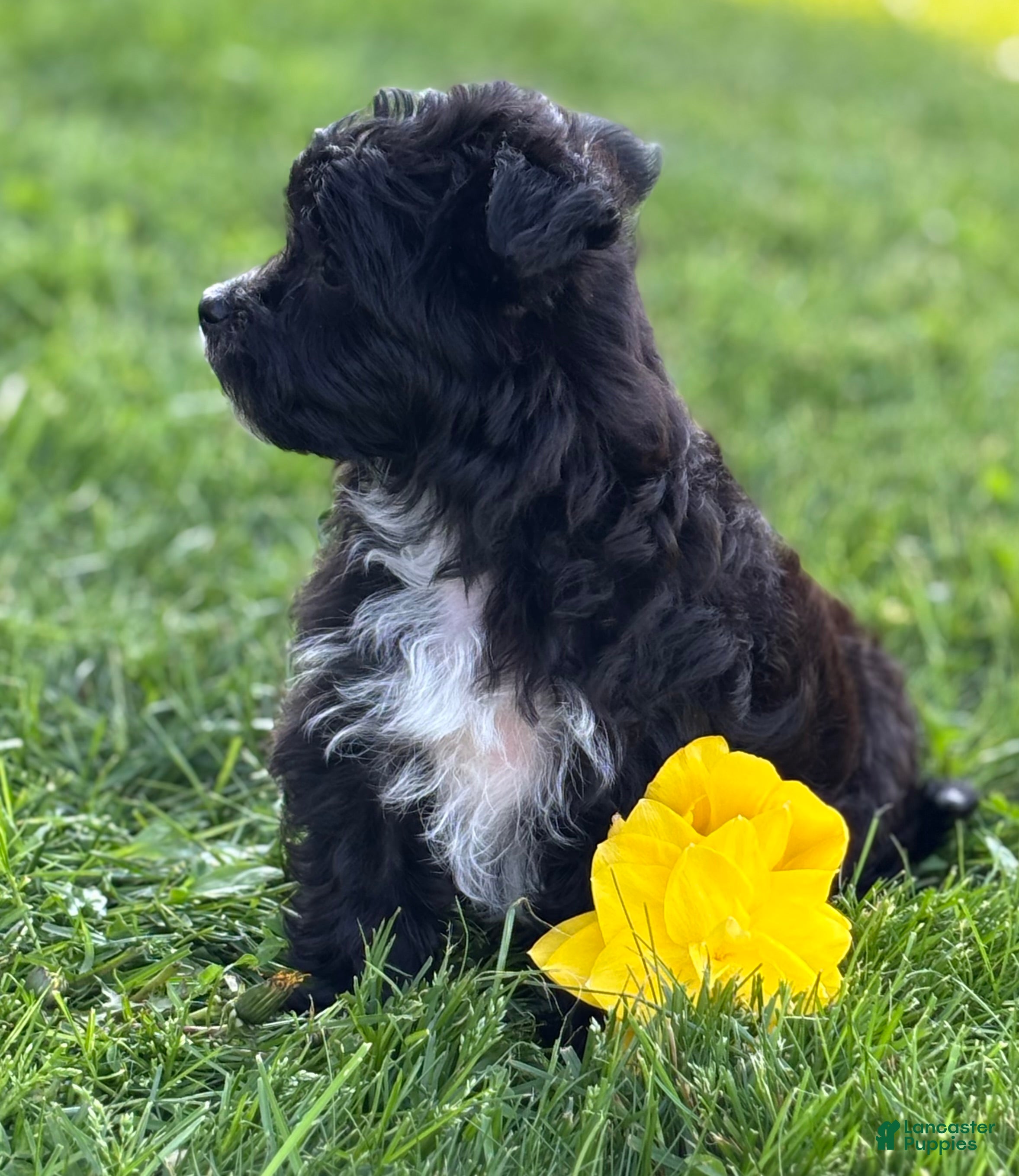 Morkie dogs Zoey - Ad 2