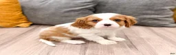 Cavalier King Charles Spaniel dogs for sale: Taco - Ad 3
