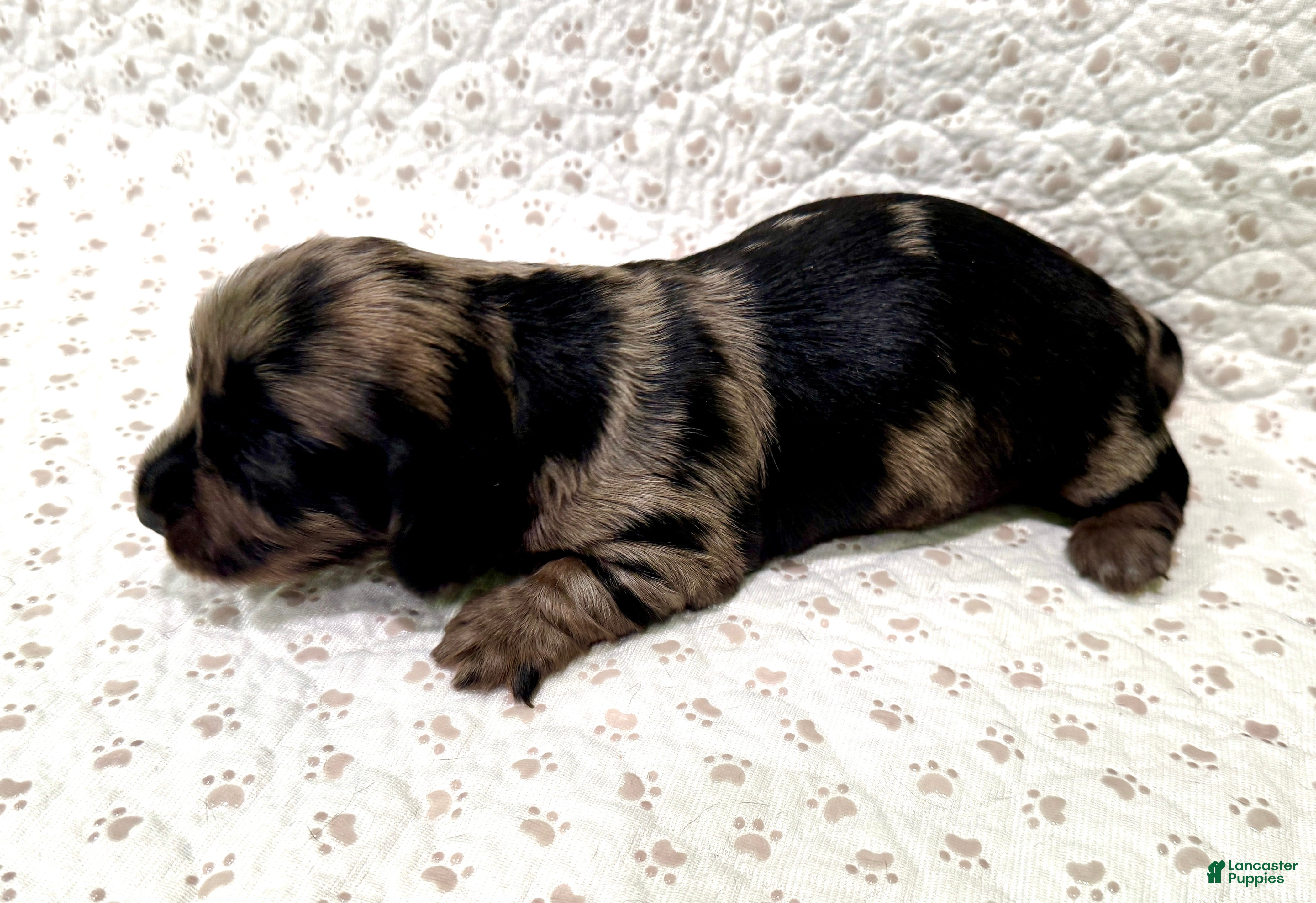 Miniature Dachshund dogs Miniature Dachshund Jax [DNA Proof] - Ad 2