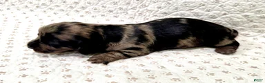 Miniature Dachshund Jax [DNA Proof]