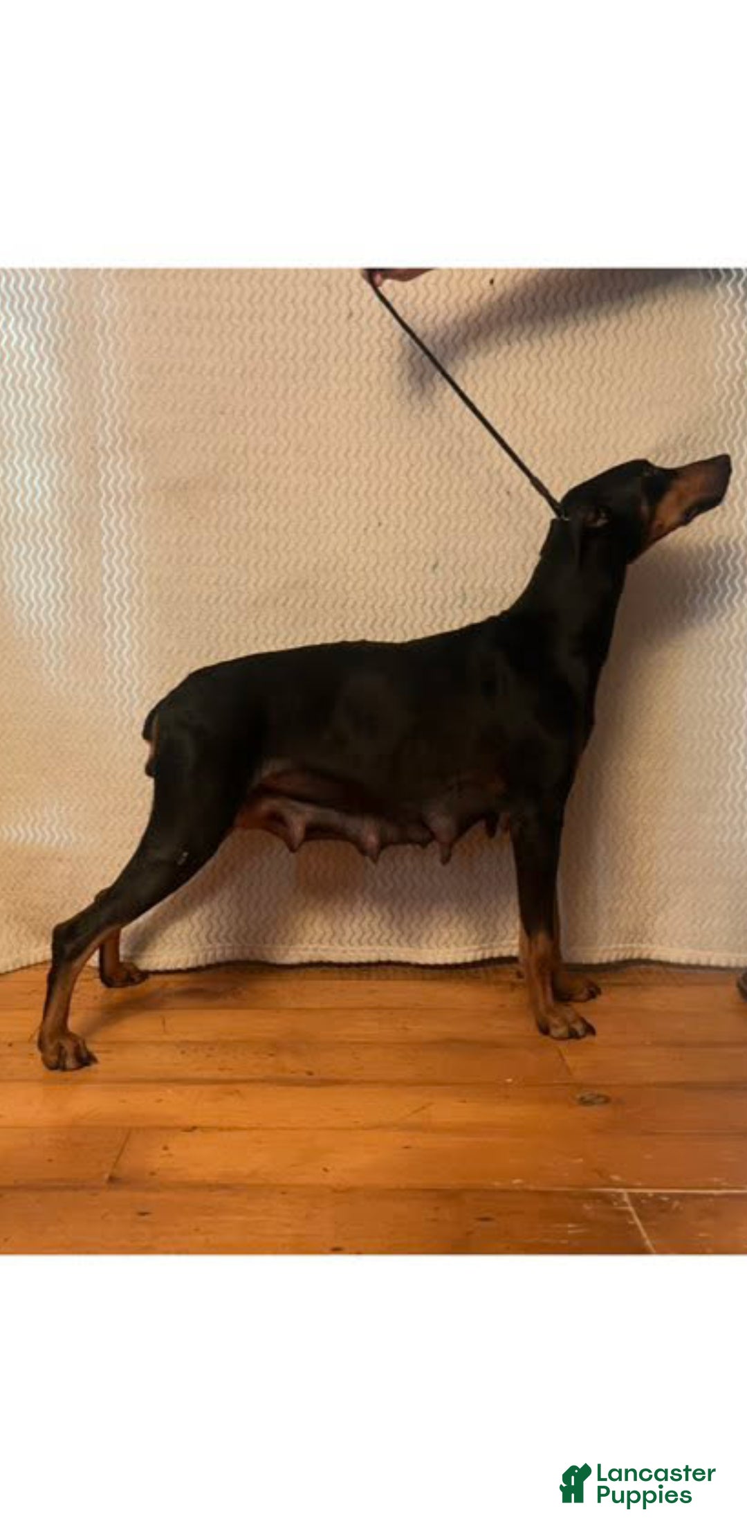 Doberman Pinscher dogs for sale: Elyse - Ad 3