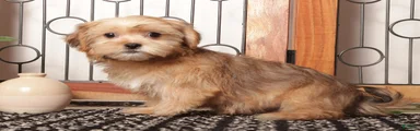 Mona Cute Shorkie 