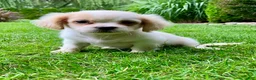Shih Tzu dogs for sale: Hazel - Ad 6