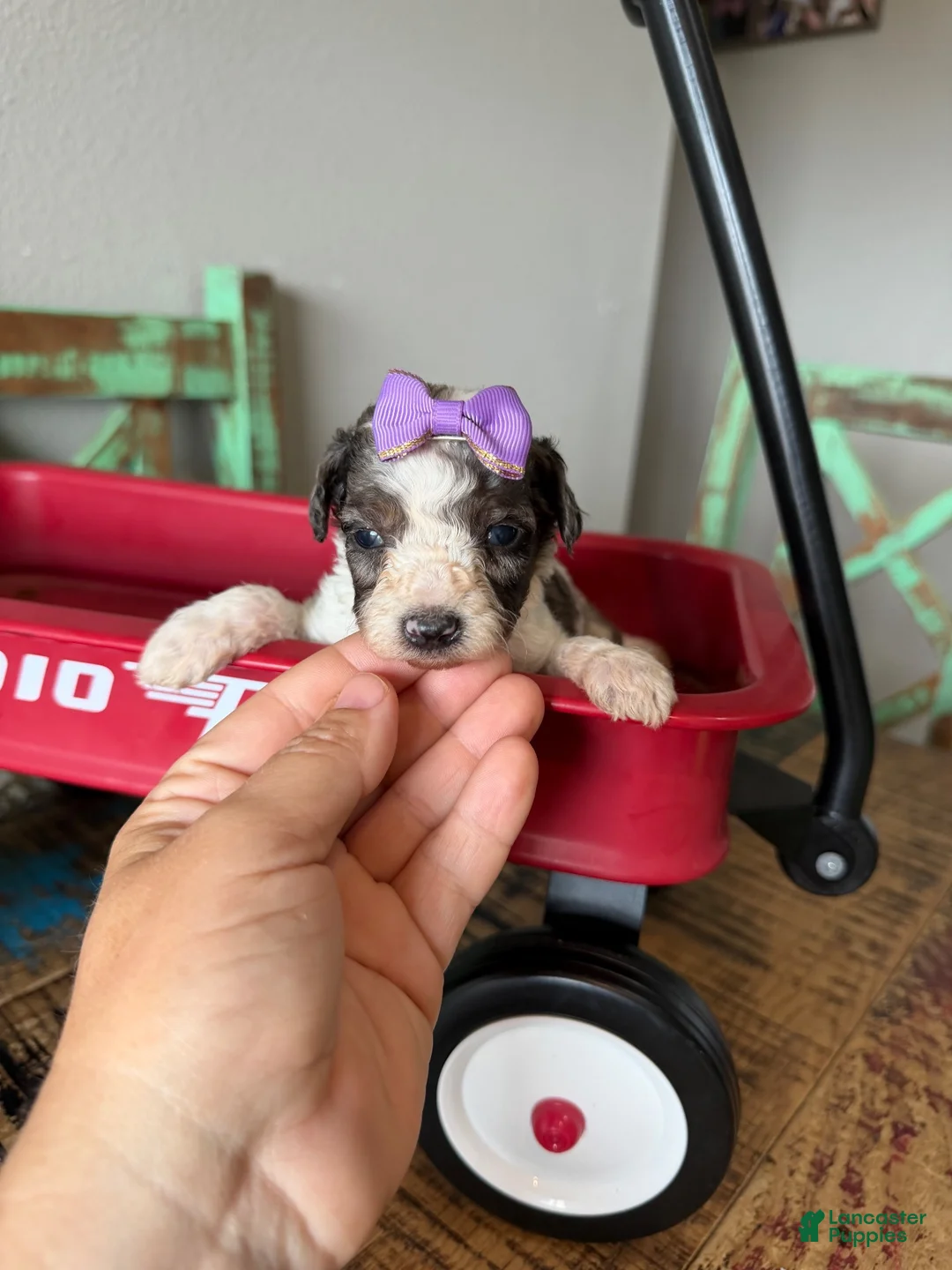 Miniature Poodle dogs for sale: Akc Clear 🧬 tested Blue Merle Phantom Parti Girl - Ad 10