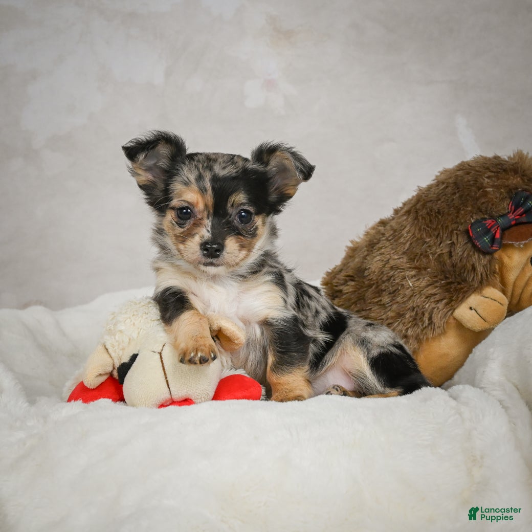 Chihuahua dogs Cutie - Ad 10