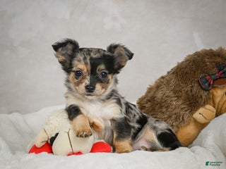 Chihuahua dogs Cutie - Ad 32