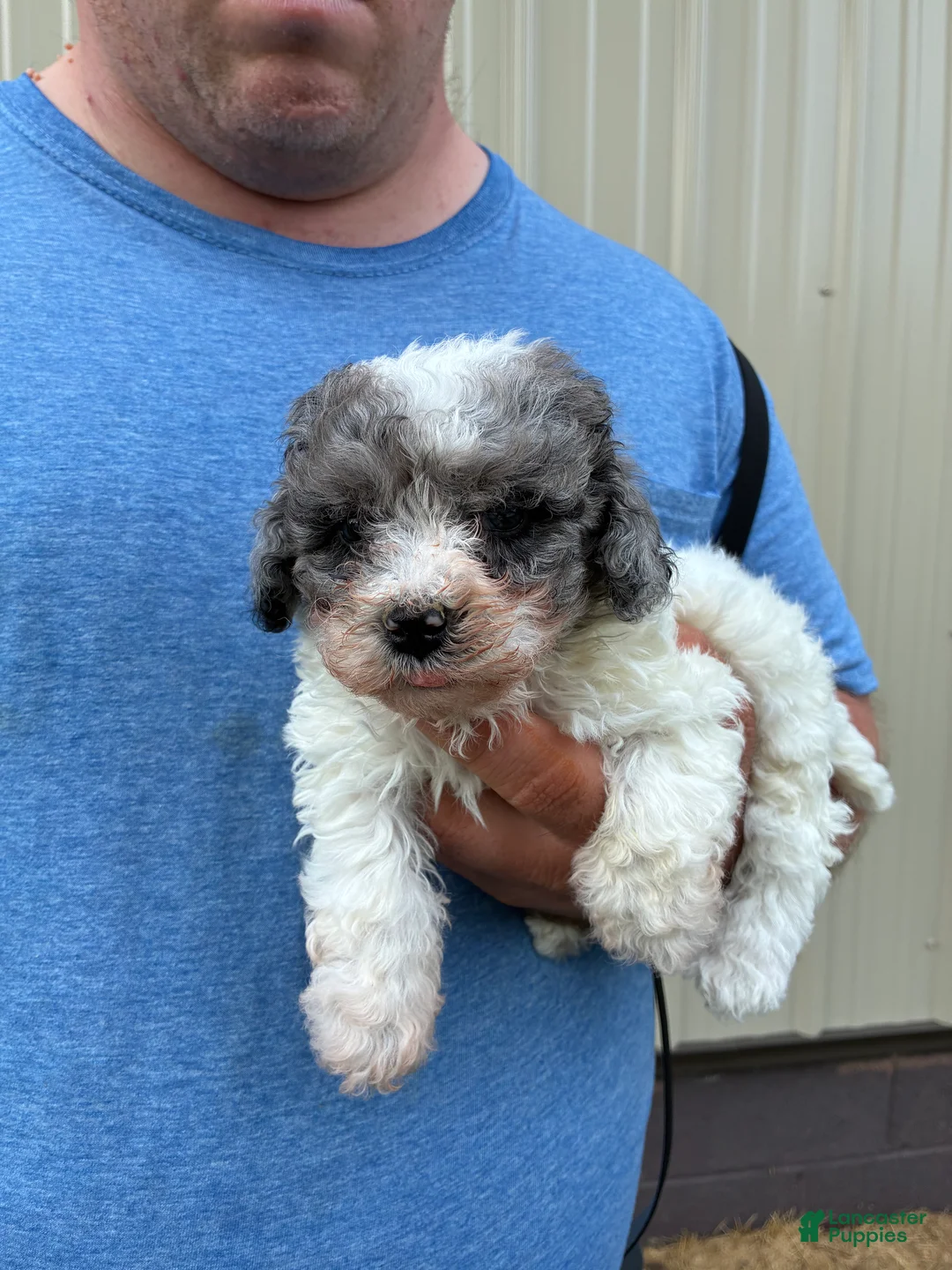 Mini Bernedoodle dogs for sale: Mini Bernedoodle 1 Cotton - Ad 1