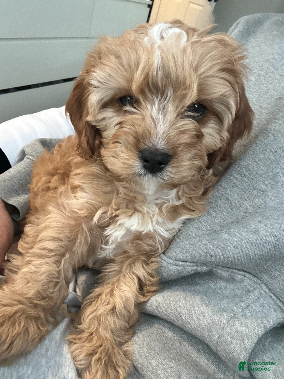 Mixed Breed dogs for stud: Maverick - Ad 3