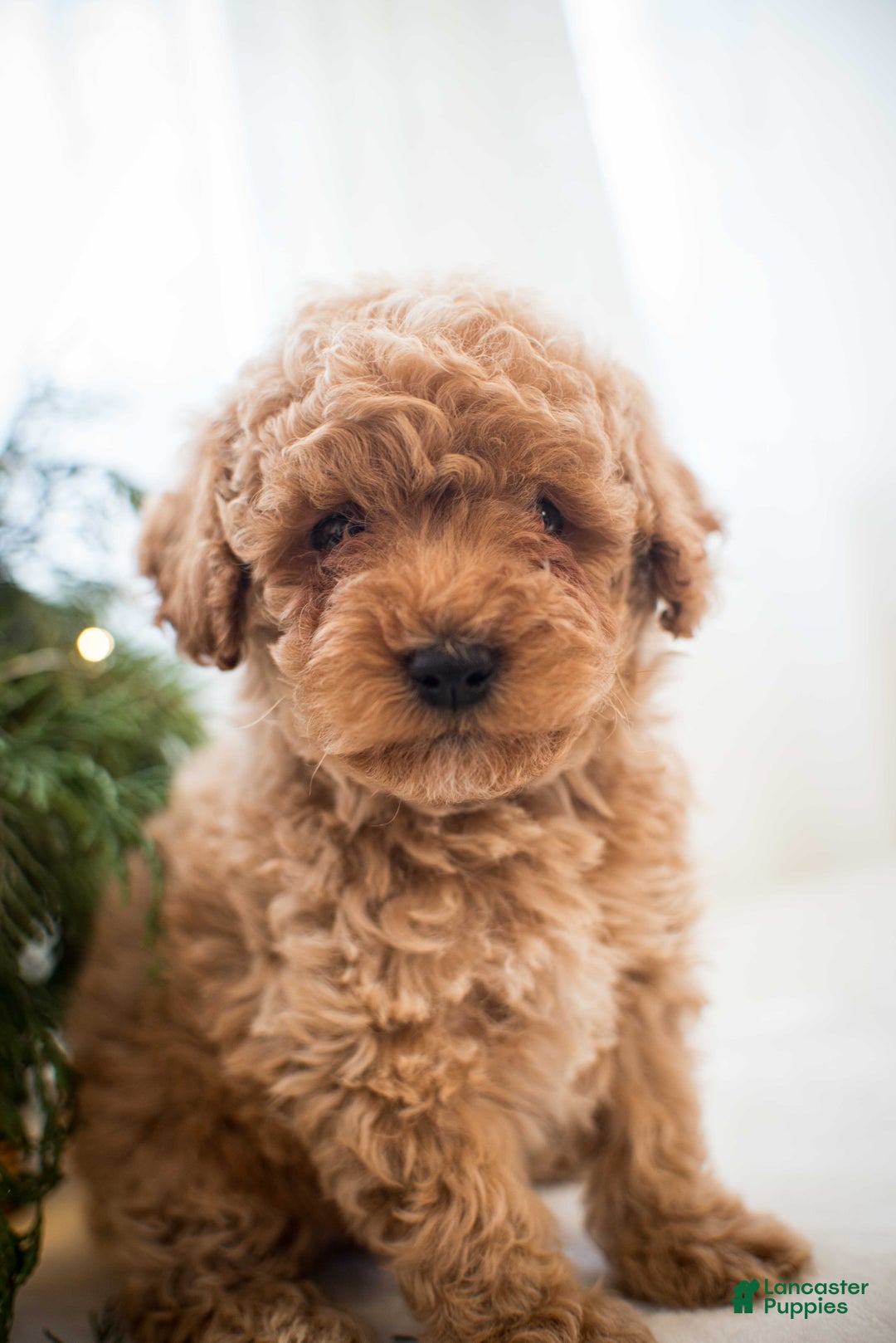 Miniature Poodle dogs for sale: Marley - Ad 8