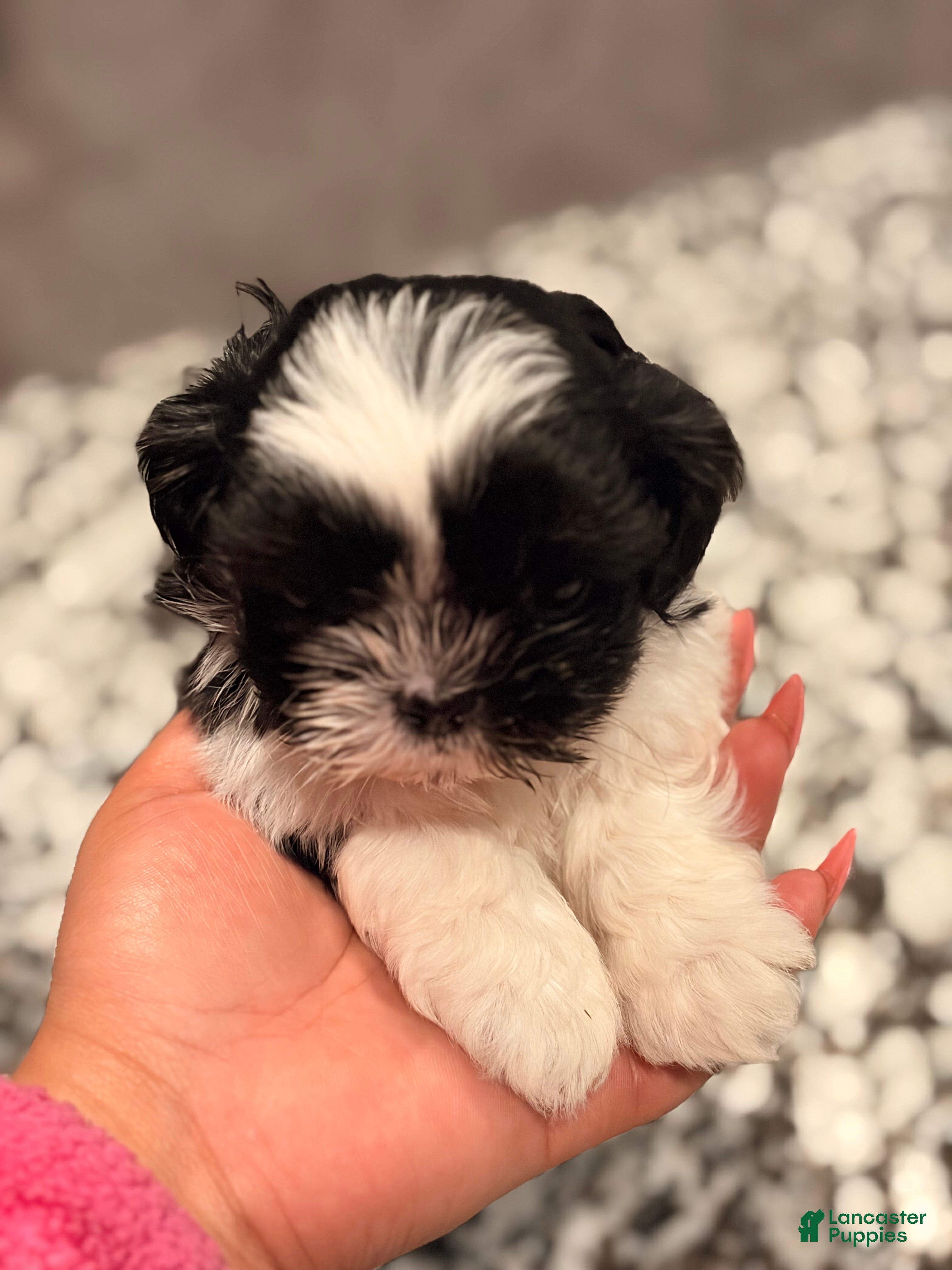 Shih Tzu dogs Shih Tzu 1 - Ad 18
