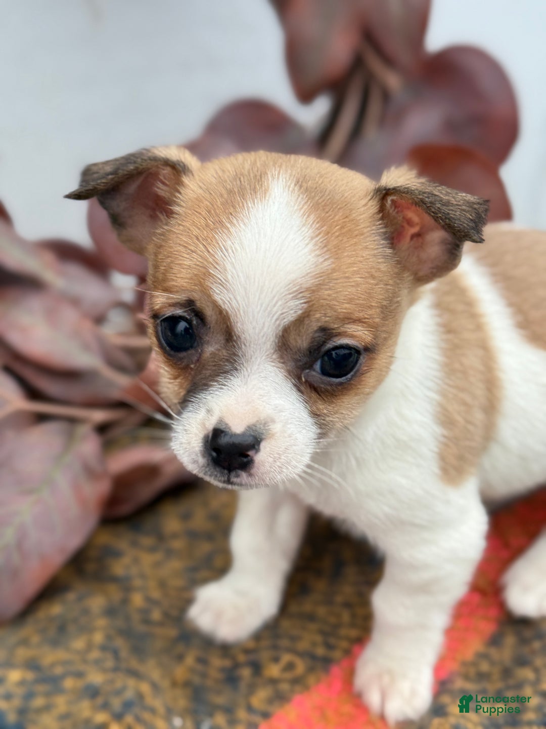 Chihuahua dogs for sale: Buddy - Ad 18