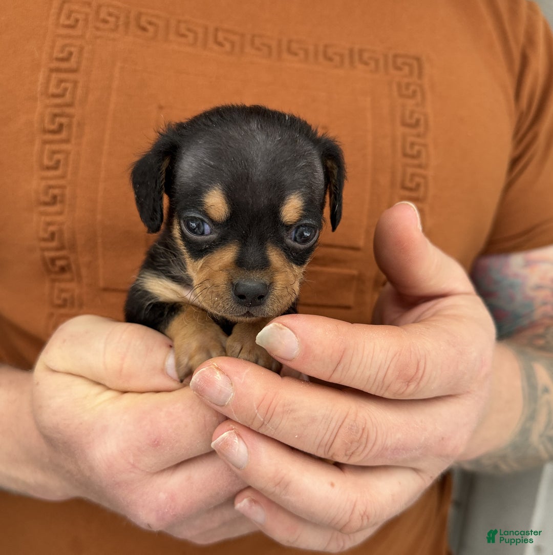 Chiweenie dogs for sale: Lyric  - Ad 5