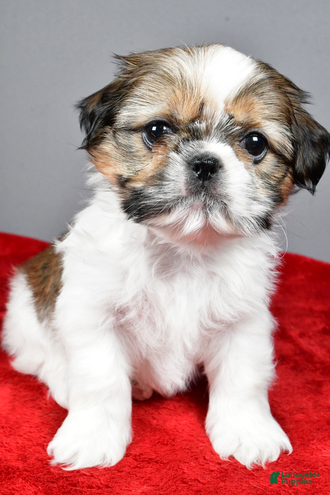 Shih Tzu dogs for sale: Noel - Ad 5