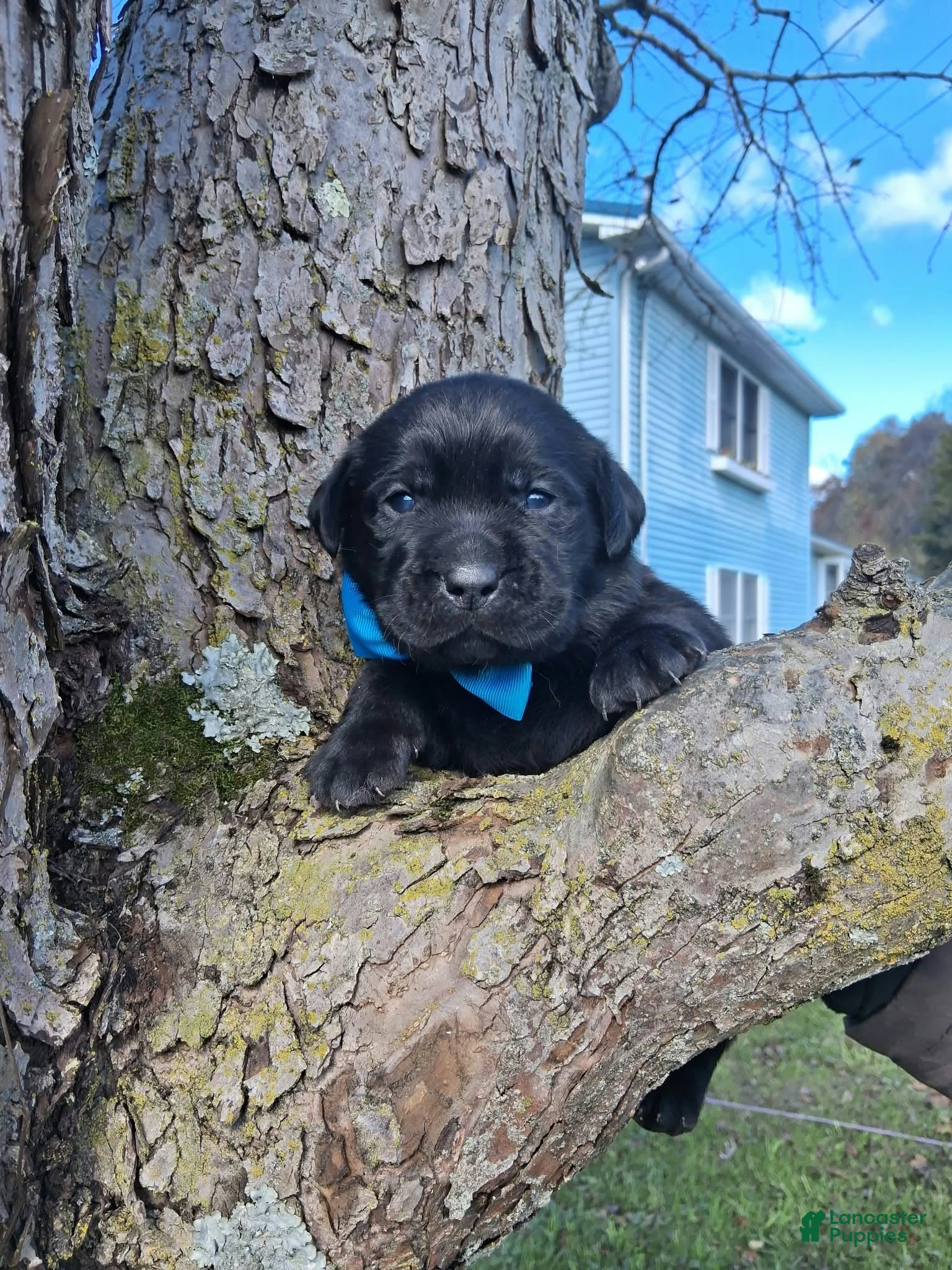 Labrador Retriever dogs for sale: Coal - Ad 2