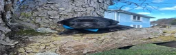 Labrador Retriever dogs for sale: Coal - Ad 2