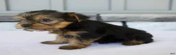 Yorkshire Terrier dogs for sale: Penny - Ad 3