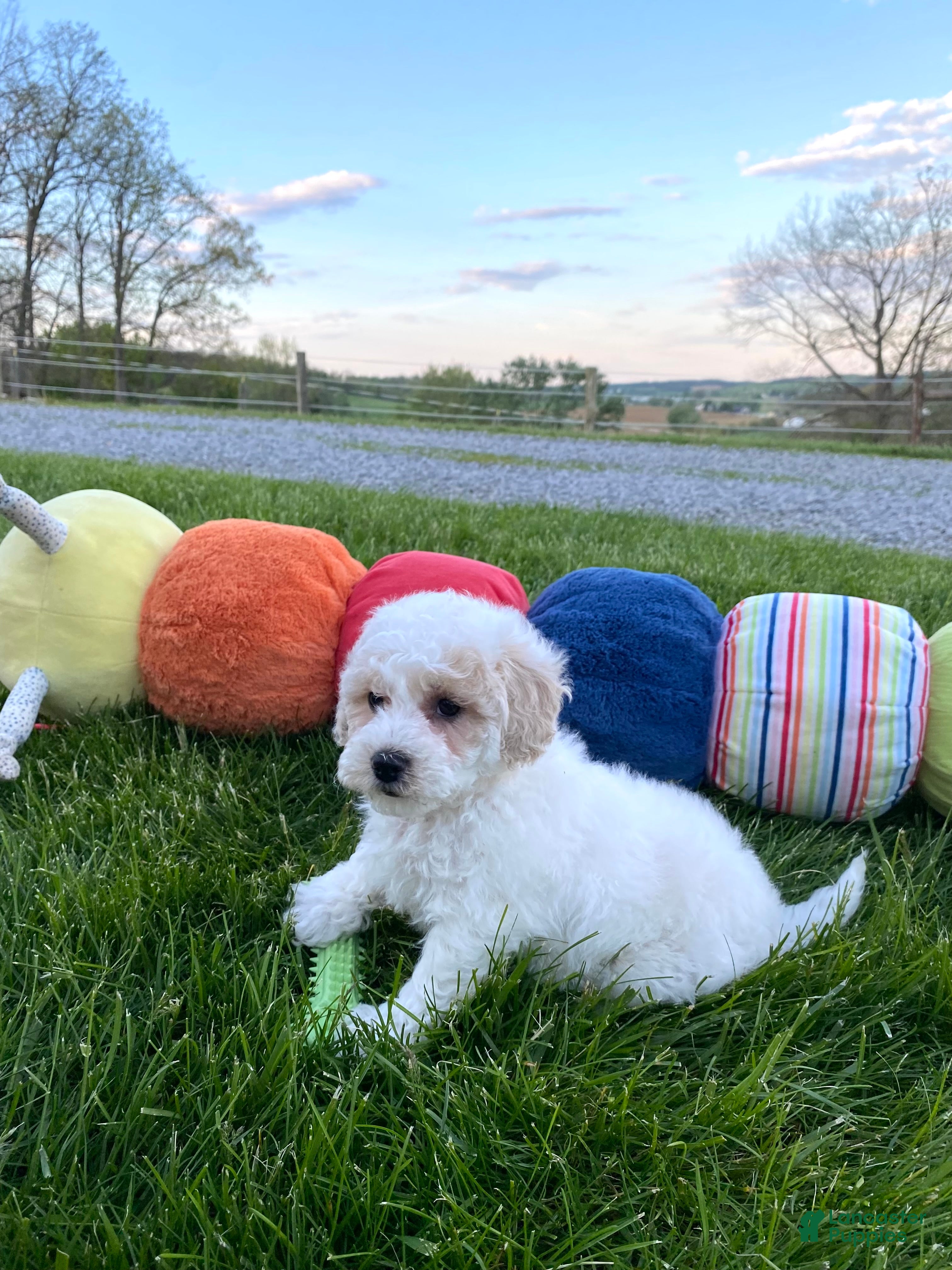 Bichpoo dogs Poppi - Ad 2