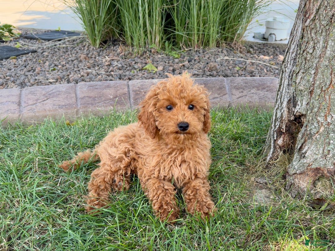 Cockapoo dogs for sale: Terry - Ad 8