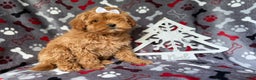Cockapoo dogs for sale: Noel - Ad 6