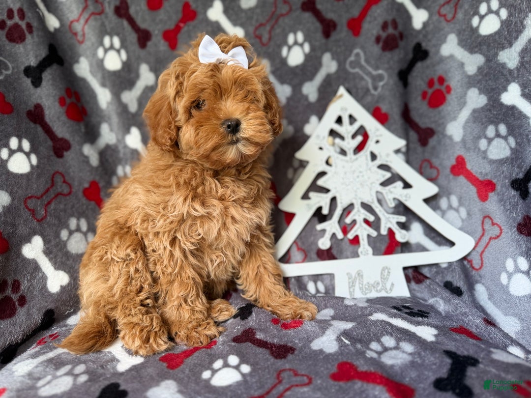 Cockapoo dogs for sale: Noel - Ad 6