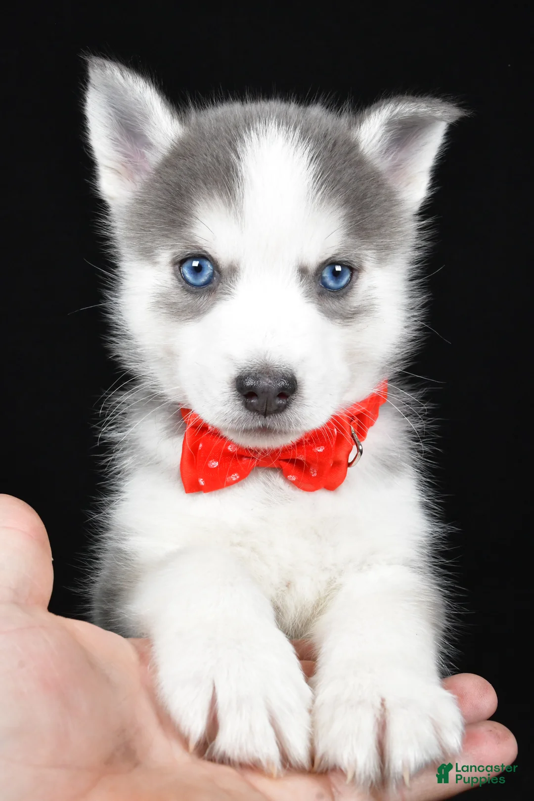 Pomsky dogs for sale: Turbo - Ad 6