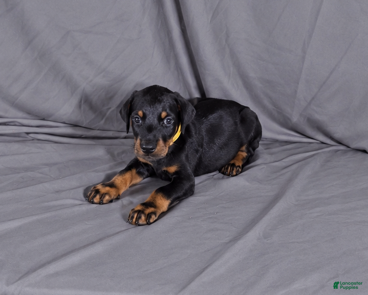 Doberman Pinscher dogs for sale: Charlie - Ad 5