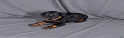Doberman Pinscher dogs for sale: Charlie - Ad 1