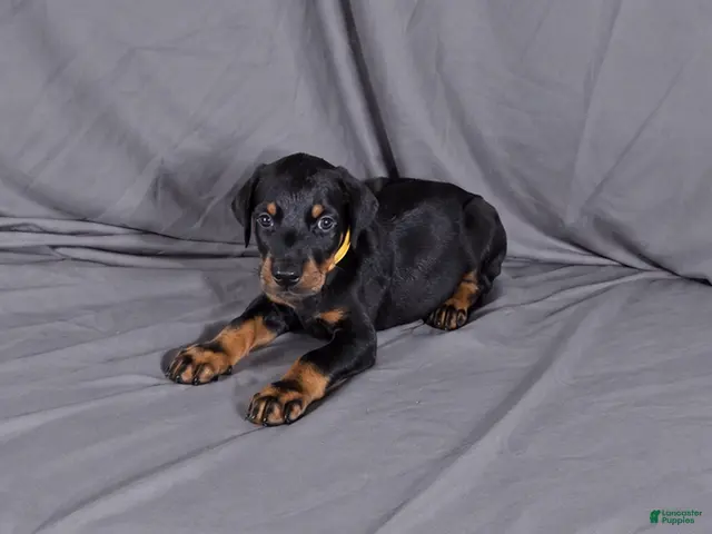 Doberman Pinscher dogs for sale: Charlie - Ad 5