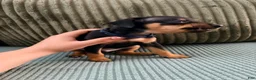 Miniature Pinscher dogs for sale: Leo - Ad 5