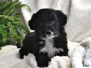 Portuguese Water Dog dogs Dimples - Ad 11