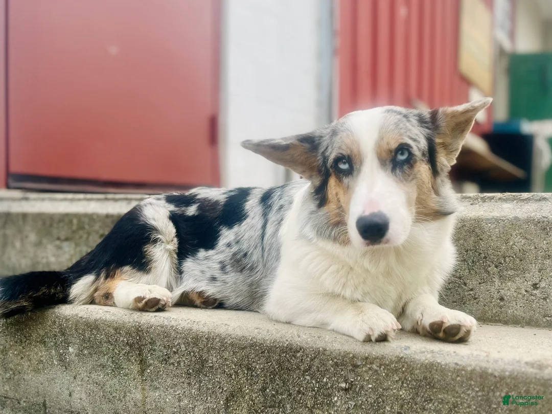 Welsh Corgi Cardigan dogs for sale: Welsh Corgi Cardigan Puppy 3: Goldie - Ad 8