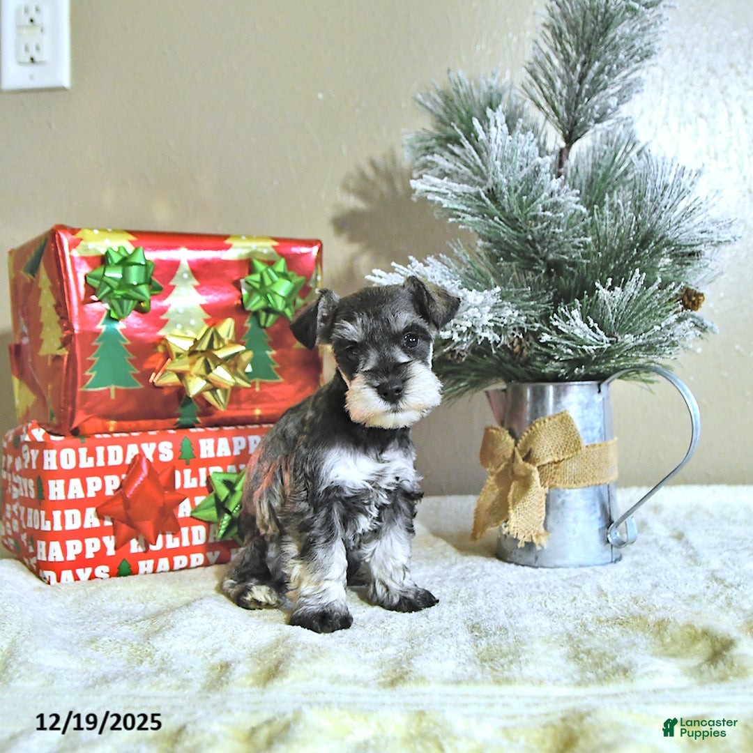 Miniature Schnauzer dogs for sale: Noah - Ad 1
