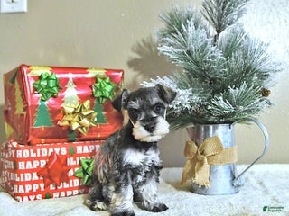 Miniature Schnauzer dogs Noah - Ad 2