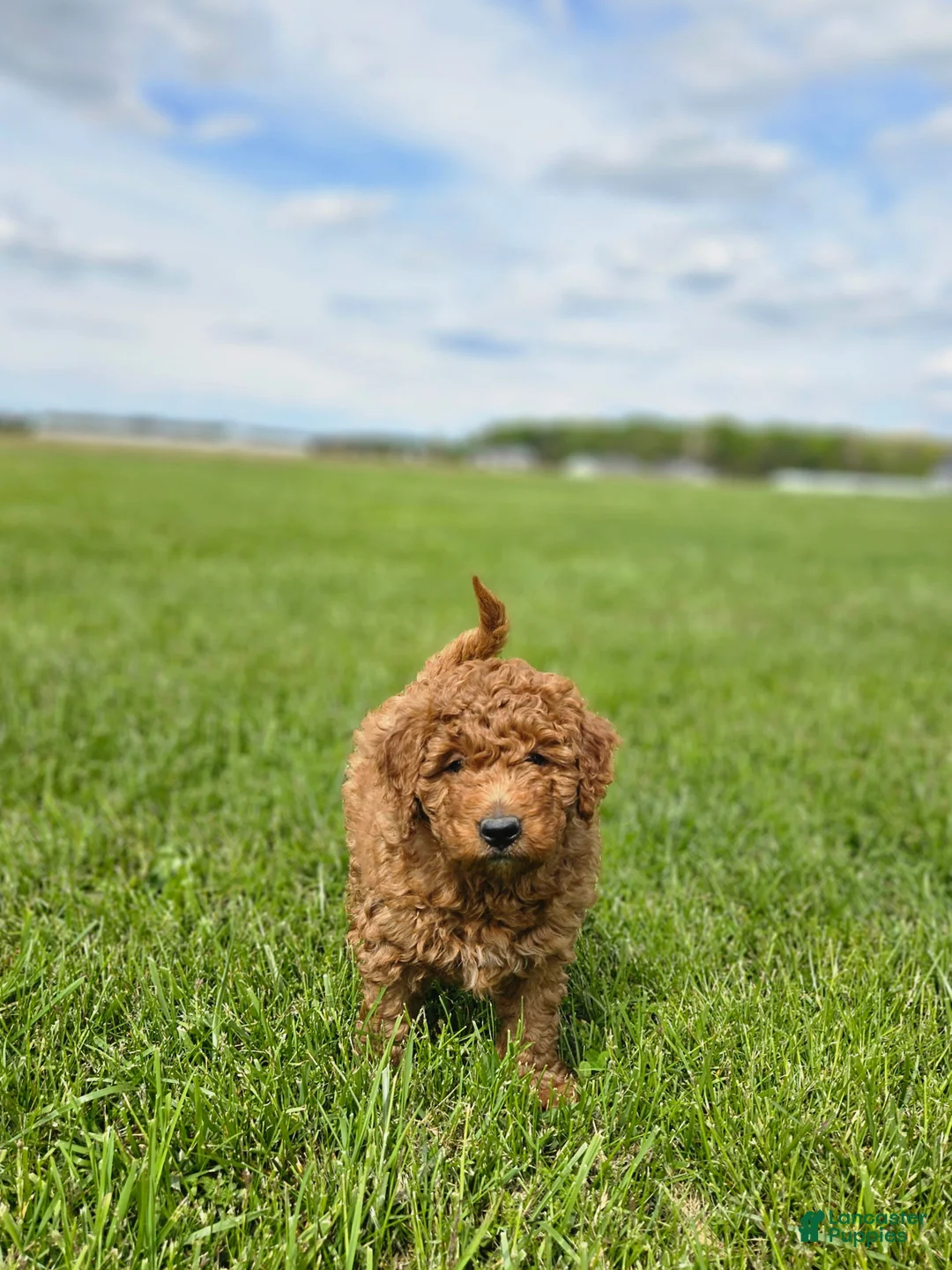 Mini Goldendoodle dogs for sale: Brady - Ad 2