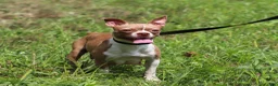 Boston Terrier dogs for sale: Ember - Ad 8