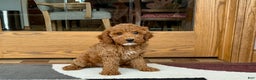 Cockapoo dogs for sale: Glen - Ad 4