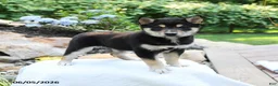 Shiba Inu dogs for sale: Katherine - Ad 4