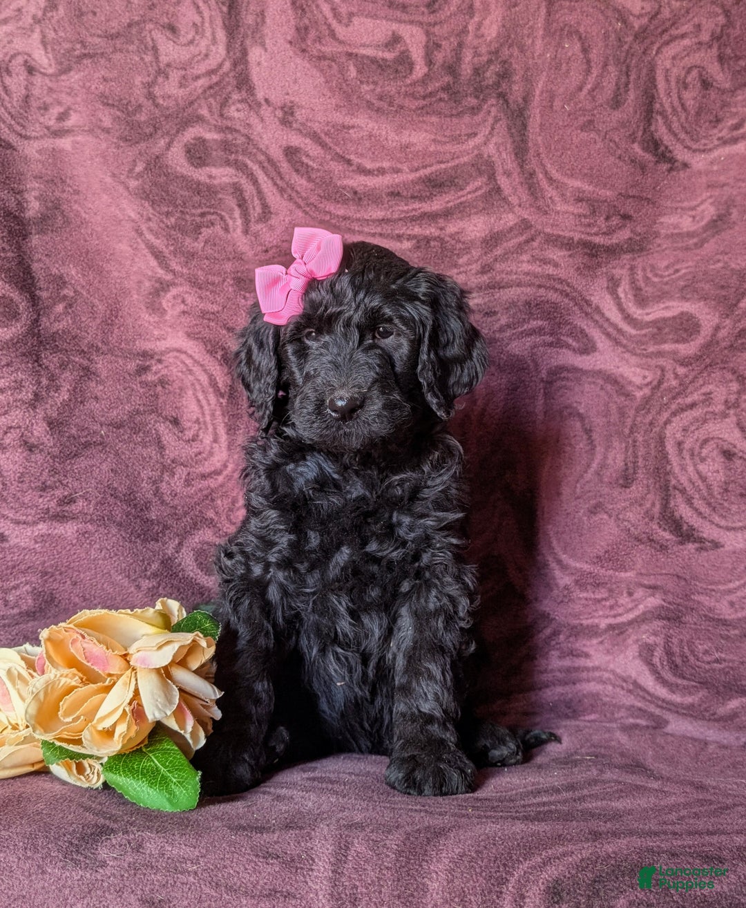 Goldendoodle dogs for sale: Eve Standard size Hypoallergenic - Ad 4