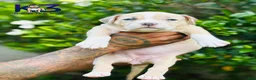 American Bully dogs for sale: American Bully Puppy 3 - Ad 2