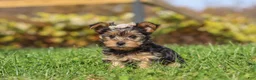 Yorkshire Terrier dogs for sale: Darcy - Ad 5