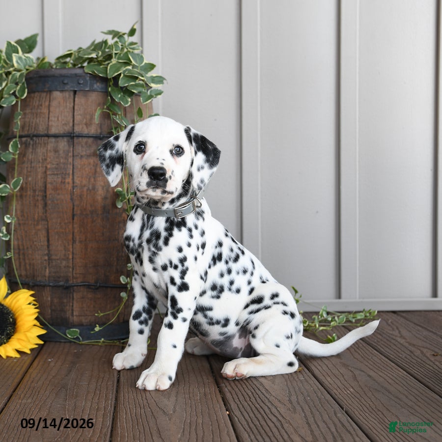 Dalmatian dogs Lashes - Ad 2