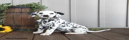 Dalmatian dogs for sale: Lashes - Ad 2