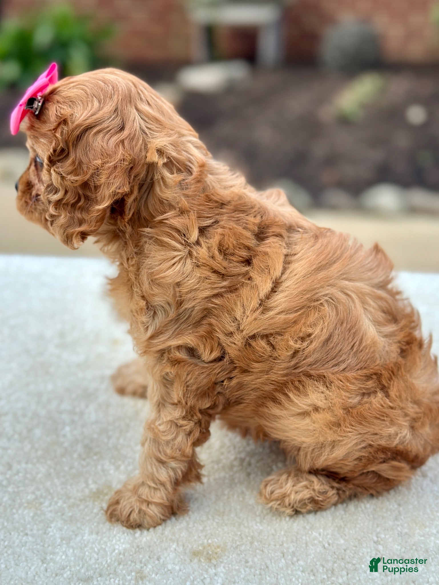 Cavapoo dogs Cavapoo 3 - Ad 2