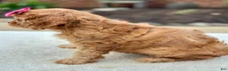 Cavapoo dogs for sale: Cavapoo 3 - Ad 2