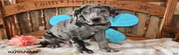 Great Dane dogs for sale: Silver - Ad 1