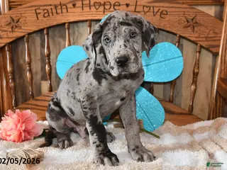 Great Dane dogs Silver - Ad 11